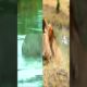 crazy animal fights compilation #Shorts