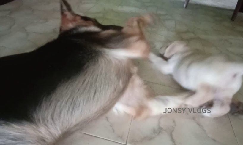 crazy animal fights funny | aggressive labrador retriever