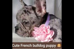 cute French bulldog puppy 🐶 😍 | Cutest puppies 😍 💖
