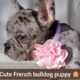 cute French bulldog puppy 🐶 😍 | Cutest puppies 😍 💖