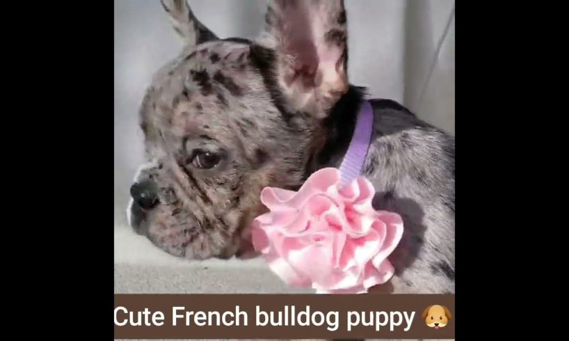 cute French bulldog puppy 🐶 😍 | Cutest puppies 😍 💖