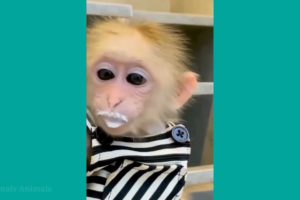 cute monkeys are eating and playing #animals #animalshome  #monkeys #cute #monkeys #Animals HT