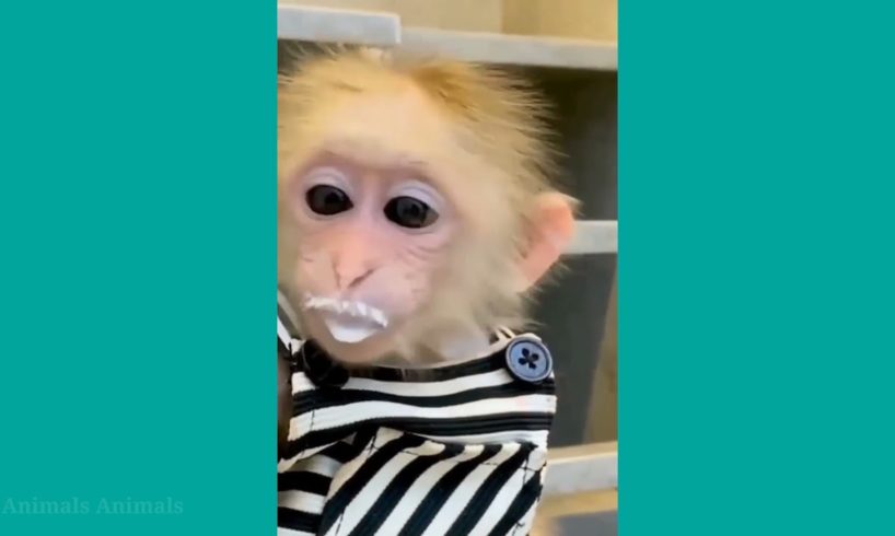 cute monkeys are eating and playing #animals #animalshome  #monkeys #cute #monkeys #Animals HT