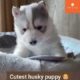 cutest husky puppies 😍 💙 | cutest puppies 😍