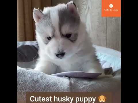 cutest husky puppies 😍 💙 | cutest puppies 😍