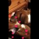 cutest puppies ever cleaning with me / dusting