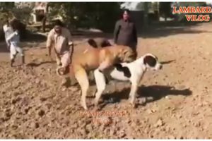 dog matching video | animal matching | dog sex | lambardar vilogs | numberdar vilogs | life village