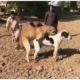 dog matching video | animal matching | dog sex | lambardar vilogs | numberdar vilogs | life village