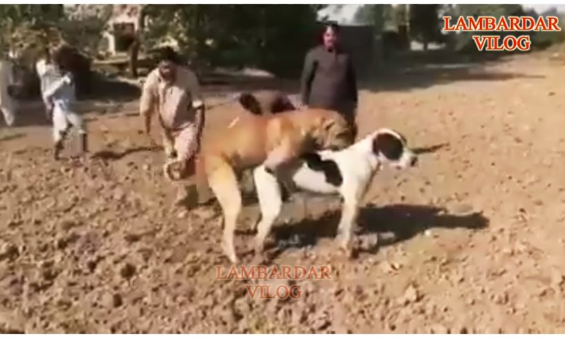 dog matching video | animal matching | dog sex | lambardar vilogs | numberdar vilogs | life village