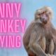 funny monkey playing with boy|pak funny animals #shorts