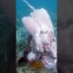 oktopus attack shark meat 😱 #shorts #youtubeshorts #ytshorts