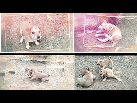 playing with puppies Cutes dogs | Cutest puppies in the world | Cute puppies clips 2021