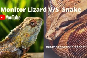 #shortsAmazing Wild Animals Attacks -  Animal Fights Caught On Camera | Wild Animals Ultimate Fights