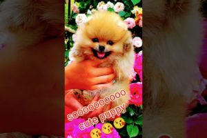 #shorts#short beta#cutest puppy 🙏 #dog 🐶#doglover #yoututbeshorts #fristshortvideo  😘😘😘