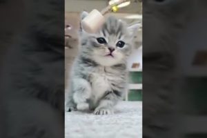 the cutest kitten.
