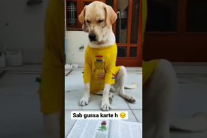 training dog,emotional dog video, funniest & cutest puppies