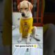 training dog,emotional dog video, funniest & cutest puppies