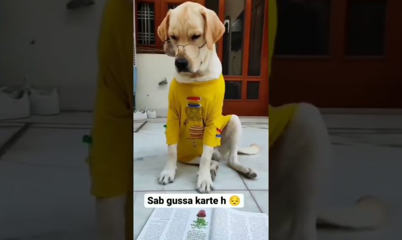 training dog,emotional dog video, funniest & cutest puppies