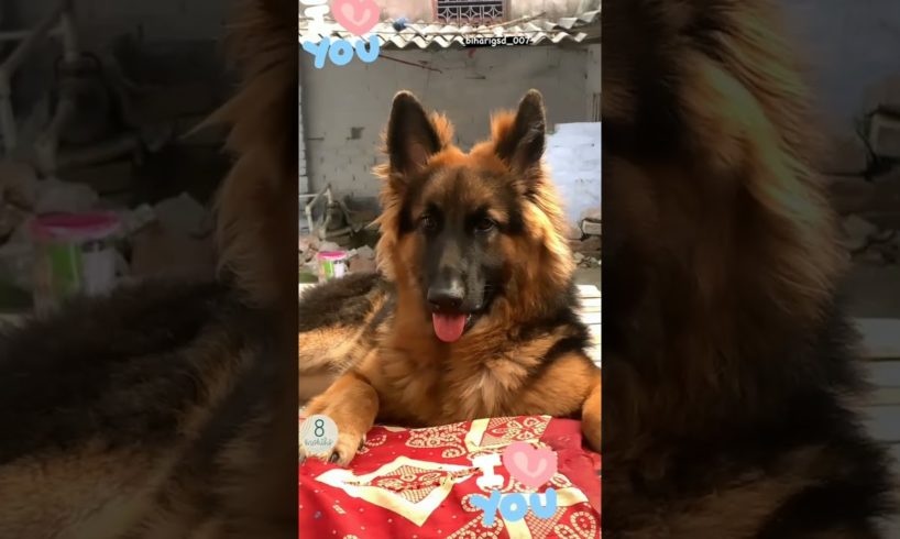 training dog,emotional dog video,funniest & cutest puppies