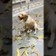 training dog,emotional dog video,funniest & cutest puppies,lovely pups