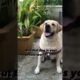training god,lovely pups,emotional dog video,funniest & cutest puppies