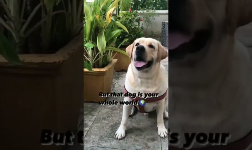 training god,lovely pups,emotional dog video,funniest & cutest puppies