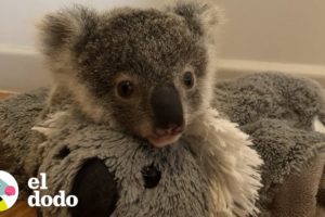 ¡Este bebé koala tiene que aprender a trepar árboles para poder ser liberado! | El Dodo