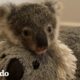 ¡Este bebé koala tiene que aprender a trepar árboles para poder ser liberado! | El Dodo