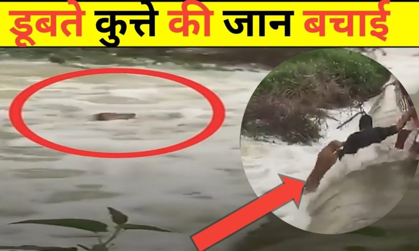 अपनी जान जोखिम में डालकर बचाई डूबते कुत्ते की जान😱 #Shorts #viral #FACTINHINDI
