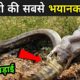 जानवरो की सबसे भयानक लड़ाई | Craziest Animal Fights Caught On Camera | Fact Mantra