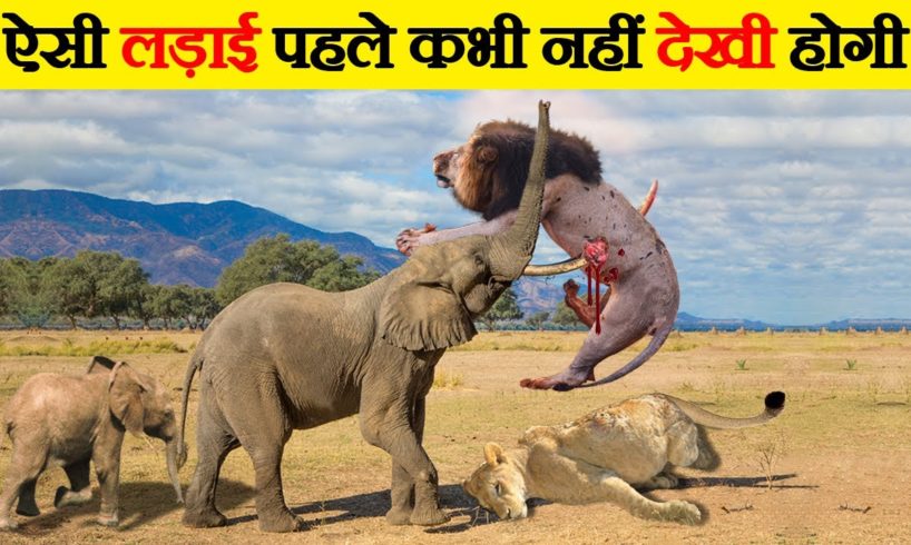 जानवरों की खतरनाक लड़ाइयां जिन्हे देख आपका होश उड़ जायेगा | 15 Extreme Wild Animal Fights