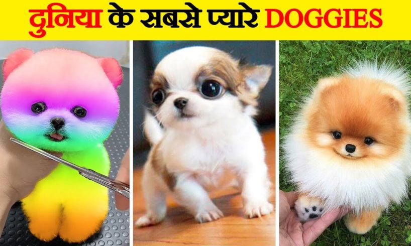दुनिया के सबसे प्यारे कुत्ते | Cutest Dogs in the World | World’s Cutest Dog Breeds