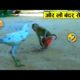 बंदर और मुर्गे की ऐसी लड़ाई पहले नहीं देखी होगी😂🤣 ll Animal funniest fight recorded on camera