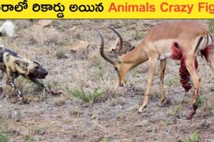అడవిలో జీవనం అంత సులువు కాదు |Crazy Animal Fights Caught On Camera | Part-1
