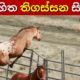 ගල් හිත් දියකරවන සිත්ගන්නා සුළු සිදුවීම් | Most Inspiring Animal Rescues Which Will Melt Your Heart