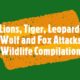 #1 Incredible Animal Fights Attacks of Lions, Tiger, Leopard Moments Wildlife Moments Compilation