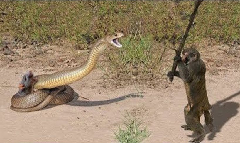 10 Craziest Animal Fights Caught On Camera