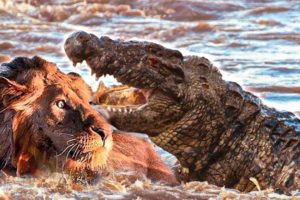 10 Of The Most Shocking Animal Fights