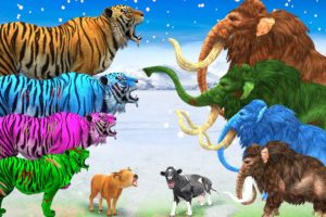 10 Zombie Tigers vs Cow Cartoon Rescue Saved By Woolly Mammoth Elephant Giant Animal Fights Videos