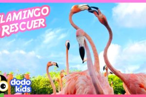100 Wild Flamingos Join Rescuer For Breakfast | Animal Videos | Dodo Kids