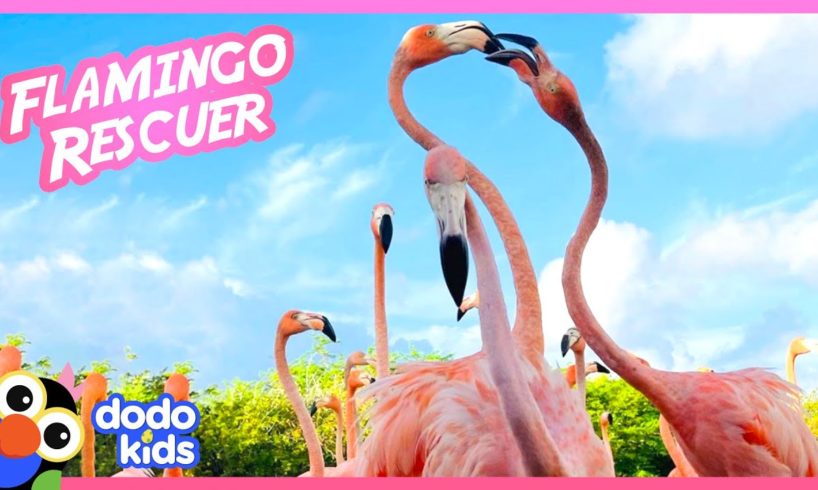 100 Wild Flamingos Join Rescuer For Breakfast | Animal Videos | Dodo Kids
