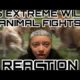 15 EXTREME WILD ANIMAL FIGHTS *REACTION*
