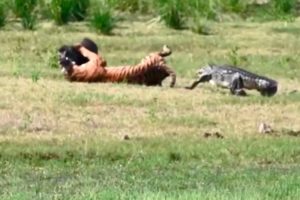 15 Merciless Animal Battles Ever Filmed