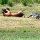 15 Merciless Animal Battles Ever Filmed