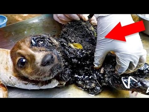 15 Most Inspiring Animal Rescues