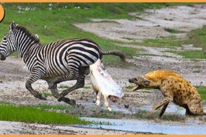 15 Top Worst Cruel Fighting Moments Of Wild Animals