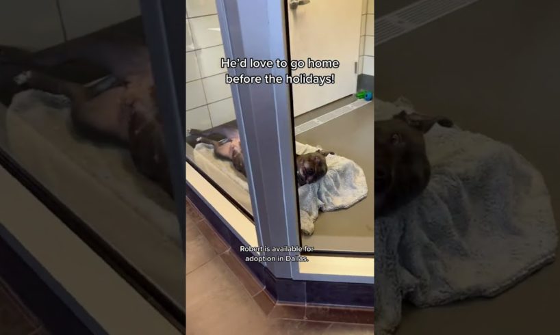 The cutest puppies in the world 😍 #puppies #cutepuppies #shorts