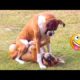 Funniest Dogs And Cats Ever 🐧 - Best Funny Animal Videos Of The 2022