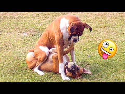 Funniest Dogs And Cats Ever 🐧 - Best Funny Animal Videos Of The 2022
