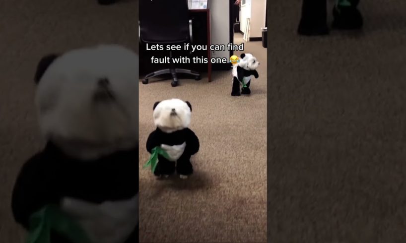 The cutest puppies in the world 😍 #puppies #cutepuppies #shorts